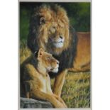 Stephen Gayford (b.1954) - Royalty; African lions in Tarangire National Park, Tanzania, oil on