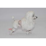 A Royal Doulton model of a poodle, h.14cm