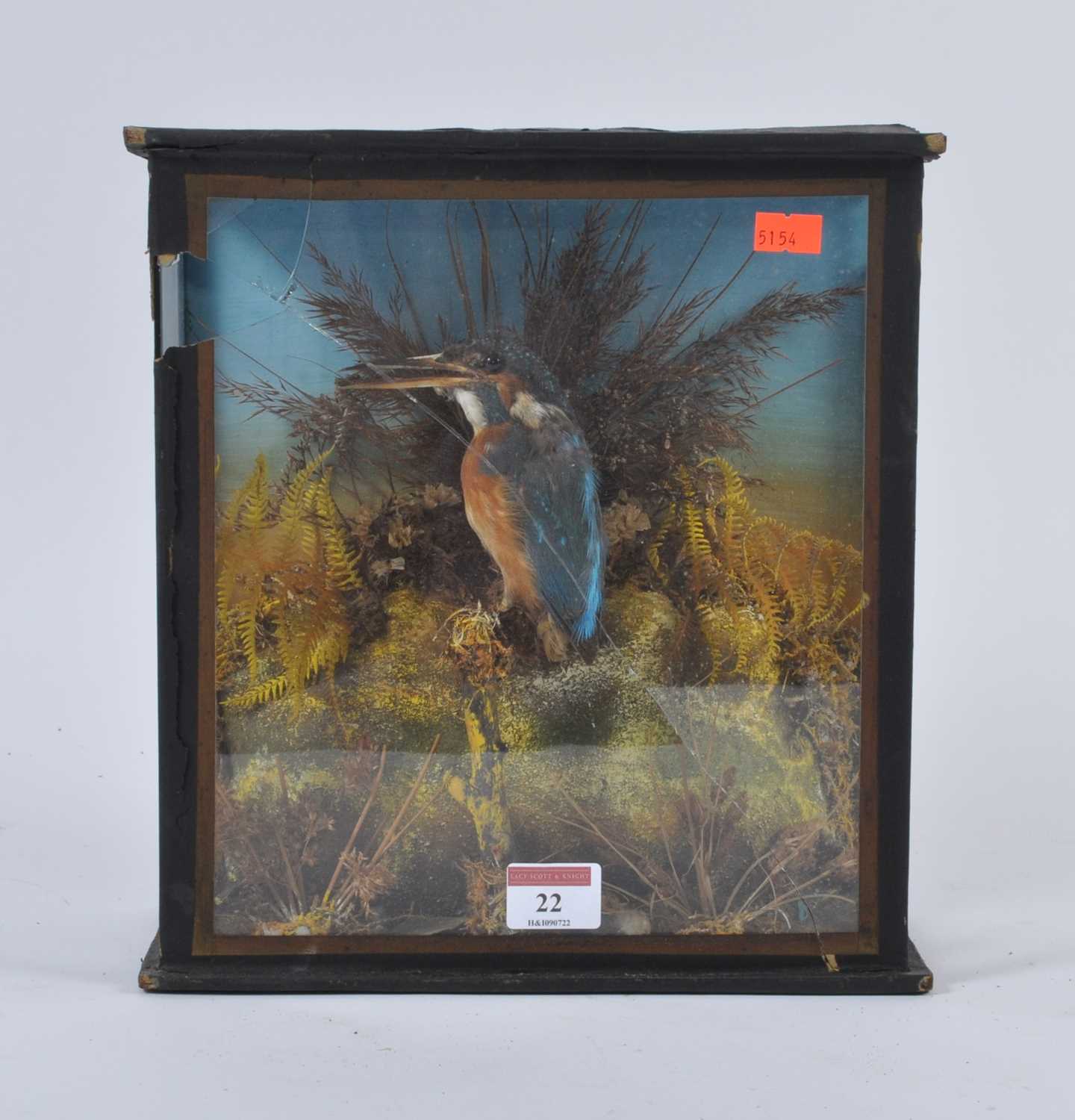 A Victorian cased taxidermy kingfisher, mounted within a naturalistic setting, h.28cm