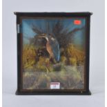 A Victorian cased taxidermy kingfisher, mounted within a naturalistic setting, h.28cm