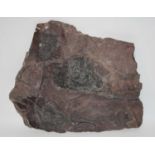 Crinoid Plate, Scyphocrinites elegans Crinoid plate, probably Erfoud, Morocco, Devonian, 44 x 37cm.