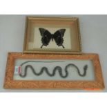 Lepidopterology, a mounted Ulysses (Iles celebes) moth; together with a framed model of a snake (2)