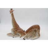 Two Russian Lomonosov figures of recumbent giraffes, height of largest 30cm (2)