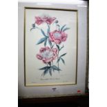 Elizabeth Cameron (1915-2008) - Pair of botanical prints, each signed and numbered in pencil from