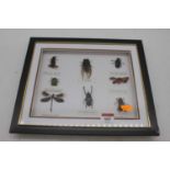 A display case containing insect specimens, to include a cicada and a bumblebee, 28 x 33cm