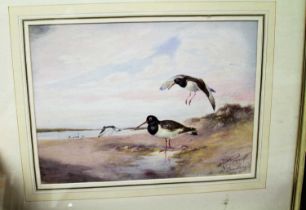 William Edward Powel, (c.1878/85-1955), Oystercatchers, watercolour, signed in pencil lower right