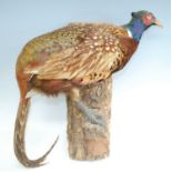 A taxidermy Pheasant (Phasianus colchicus), perched on a branch, to be wall mounted, h.41cm.