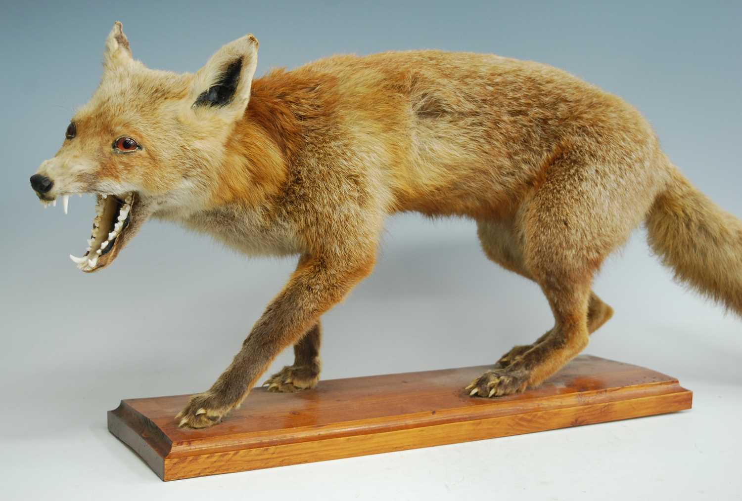 A taxidermy Fox (Vulpes vulpes), in standing pose, mounted on a pine plinth, h.40cm.