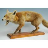 A taxidermy Fox (Vulpes vulpes), in standing pose, mounted on a pine plinth, h.40cm.