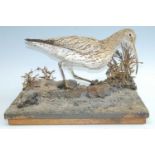 A 20th century taxidermy Curlew (Numenius arquata), full mount on a naturalistic base, 40 x 35cm.