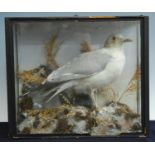 An early 20th century taxidermy Seagull (larus argentatus), mounted in a naturalistic setting within