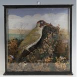 An early 20th century taxidermy Green woodpecker (Picus viridus), mounted in a naturalistic