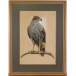 After Don Cordery, (b. 1942), Goshawk, limited edition lithograph no. 31/150, signed to the