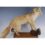 A taxidermy fox (Vulpes vulpes), in standing pose, on a beech plinth, h.55cm, together with a