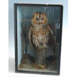 A late Victorian taxidermy Tawny Owl (Strix aluco) mounted on a branch in a naturalistic setting