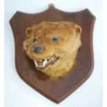 A taxidermy Otter (Lutra lutra), head mount on an oak shield with paper label verso "Wye Valley