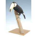 A taxidermy Toco Toucan (Ramphastos toco), full mount with head turning to the left, perched on a