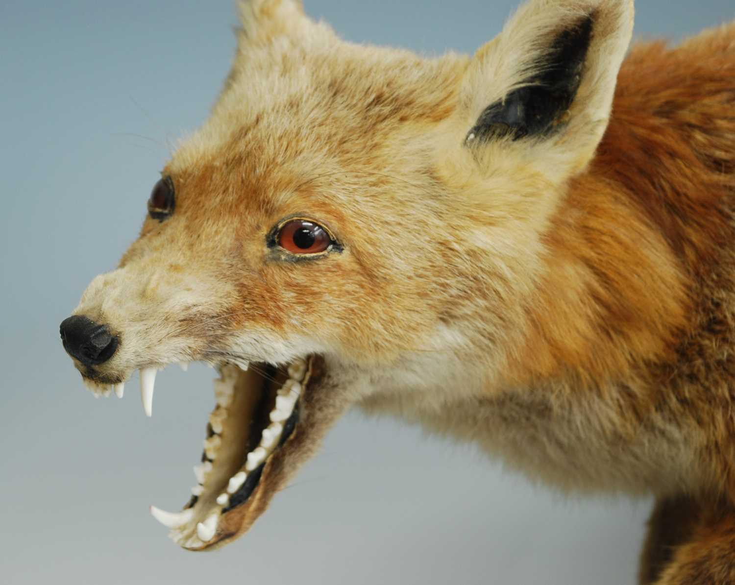 A taxidermy Fox (Vulpes vulpes), in standing pose, mounted on a pine plinth, h.40cm. - Image 2 of 2