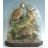 A brace of taxidermy Red-Legged Partridge (Alectoris rufa), mounted on a naturalistic rock with