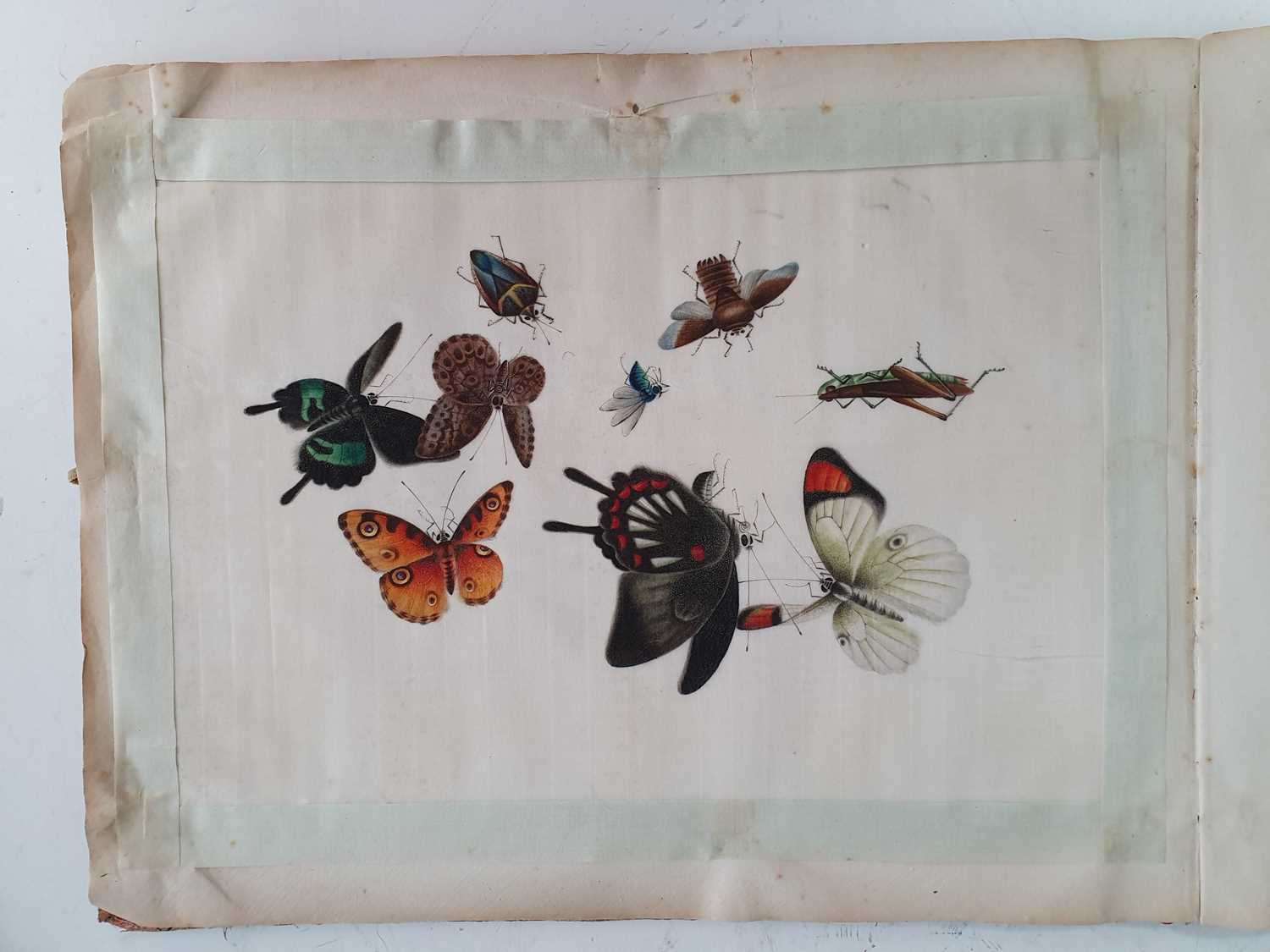 In the manner of Sunqua (Chinese 1830-1870), twleve studies of insects, gouache on pith paper, 18 - Bild 8 aus 11