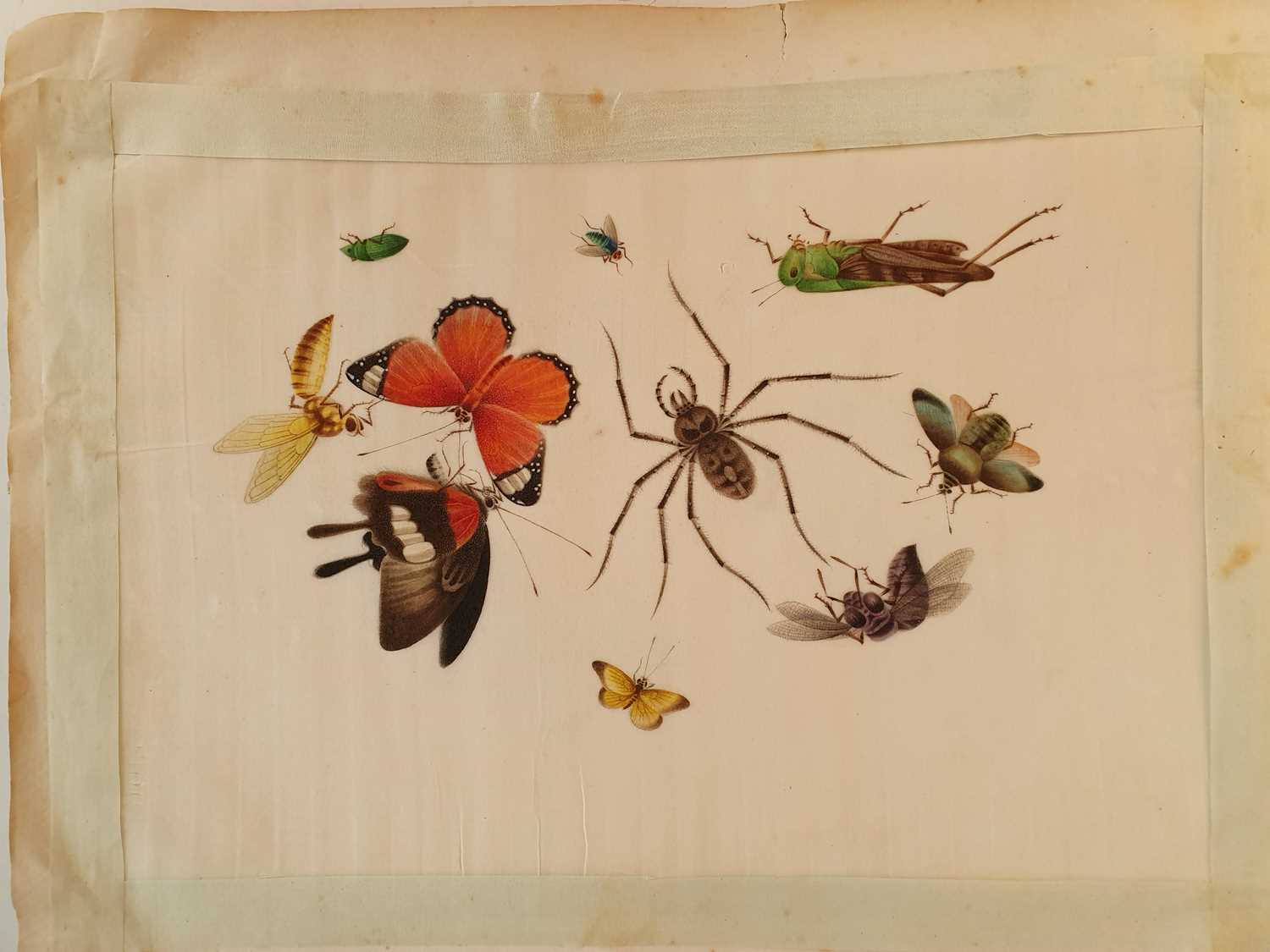 In the manner of Sunqua (Chinese 1830-1870), twleve studies of insects, gouache on pith paper, 18 - Bild 10 aus 11