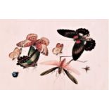 In the manner of Sunqua (Chinese 1830-1870), twleve studies of insects, gouache on pith paper, 18