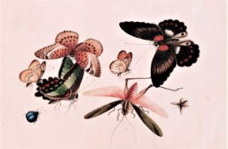 In the manner of Sunqua (Chinese 1830-1870), twleve studies of insects, gouache on pith paper, 18