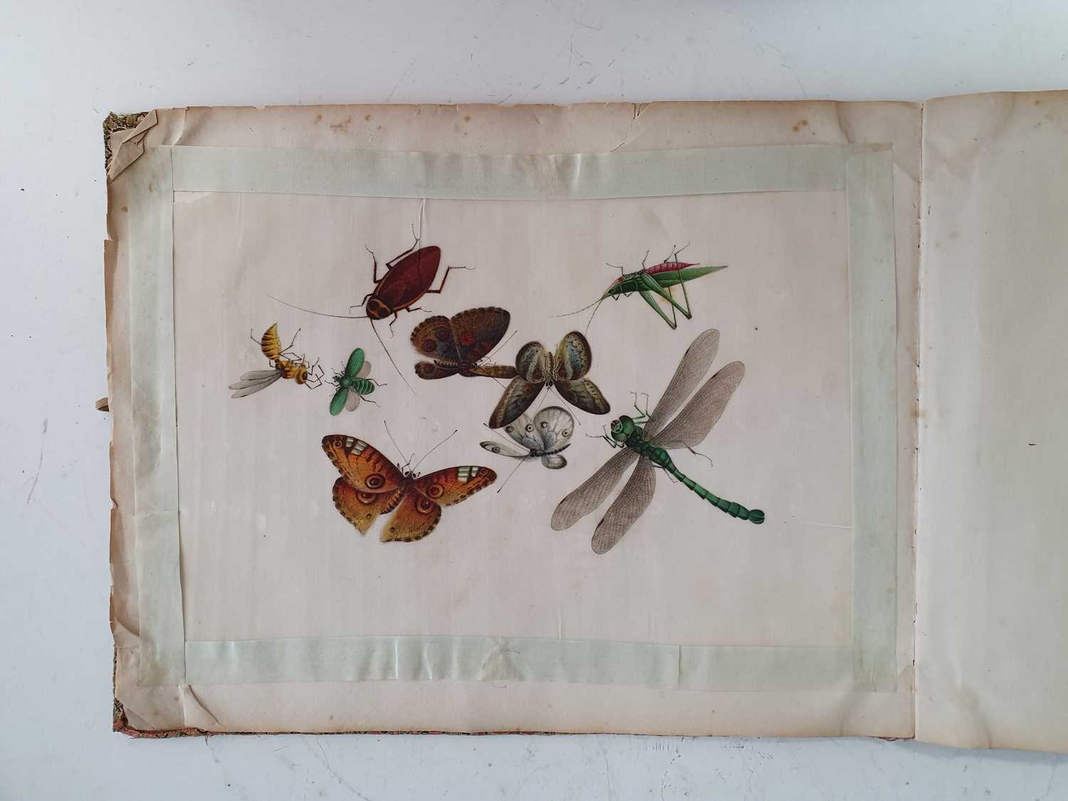 In the manner of Sunqua (Chinese 1830-1870), twleve studies of insects, gouache on pith paper, 18 - Bild 7 aus 11