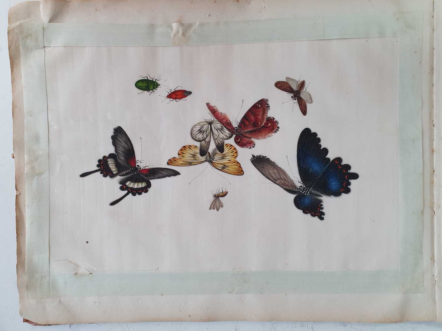 In the manner of Sunqua (Chinese 1830-1870), twleve studies of insects, gouache on pith paper, 18 - Bild 4 aus 11