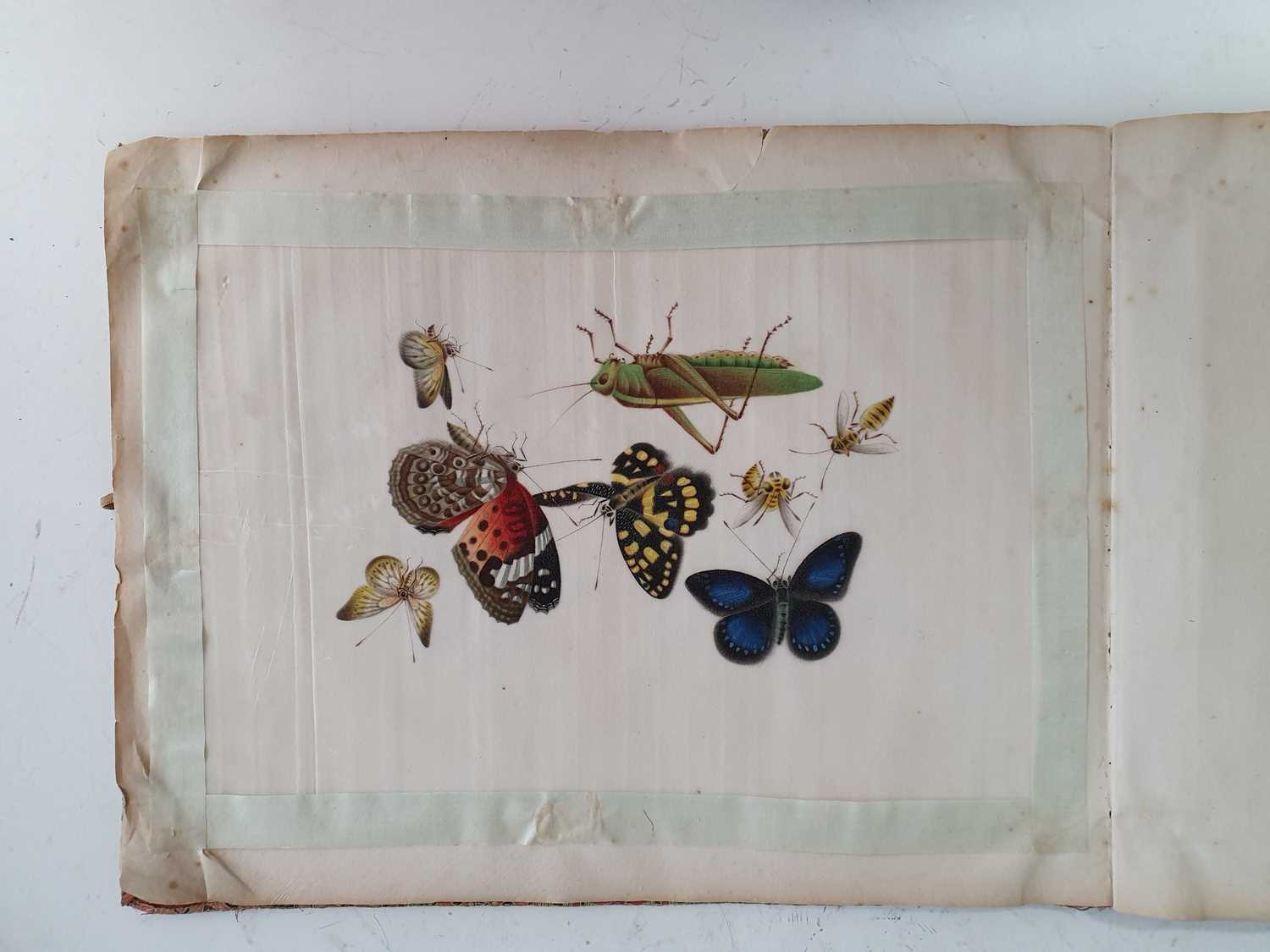 In the manner of Sunqua (Chinese 1830-1870), twleve studies of insects, gouache on pith paper, 18 - Bild 6 aus 11