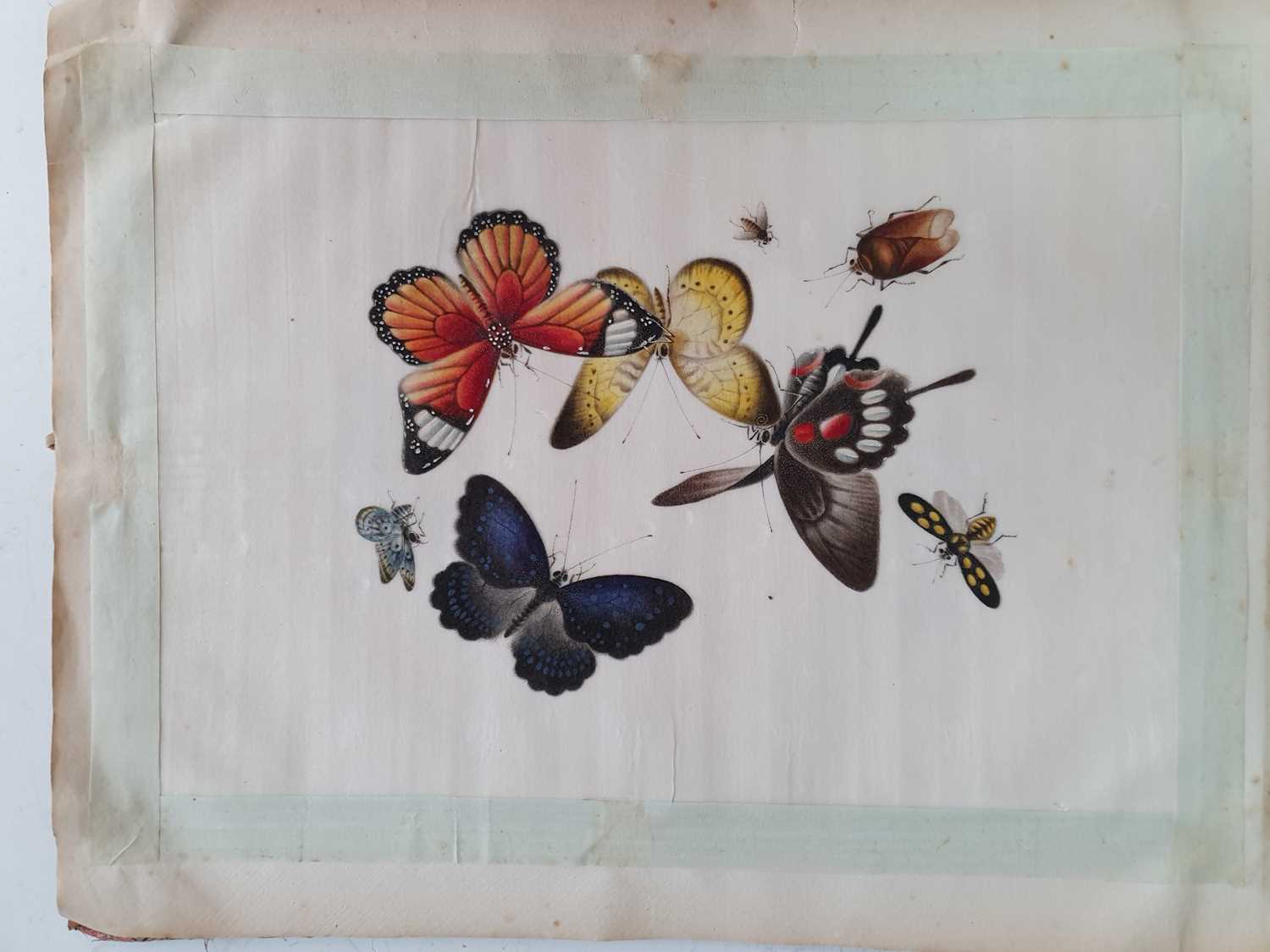 In the manner of Sunqua (Chinese 1830-1870), twleve studies of insects, gouache on pith paper, 18 - Bild 9 aus 11