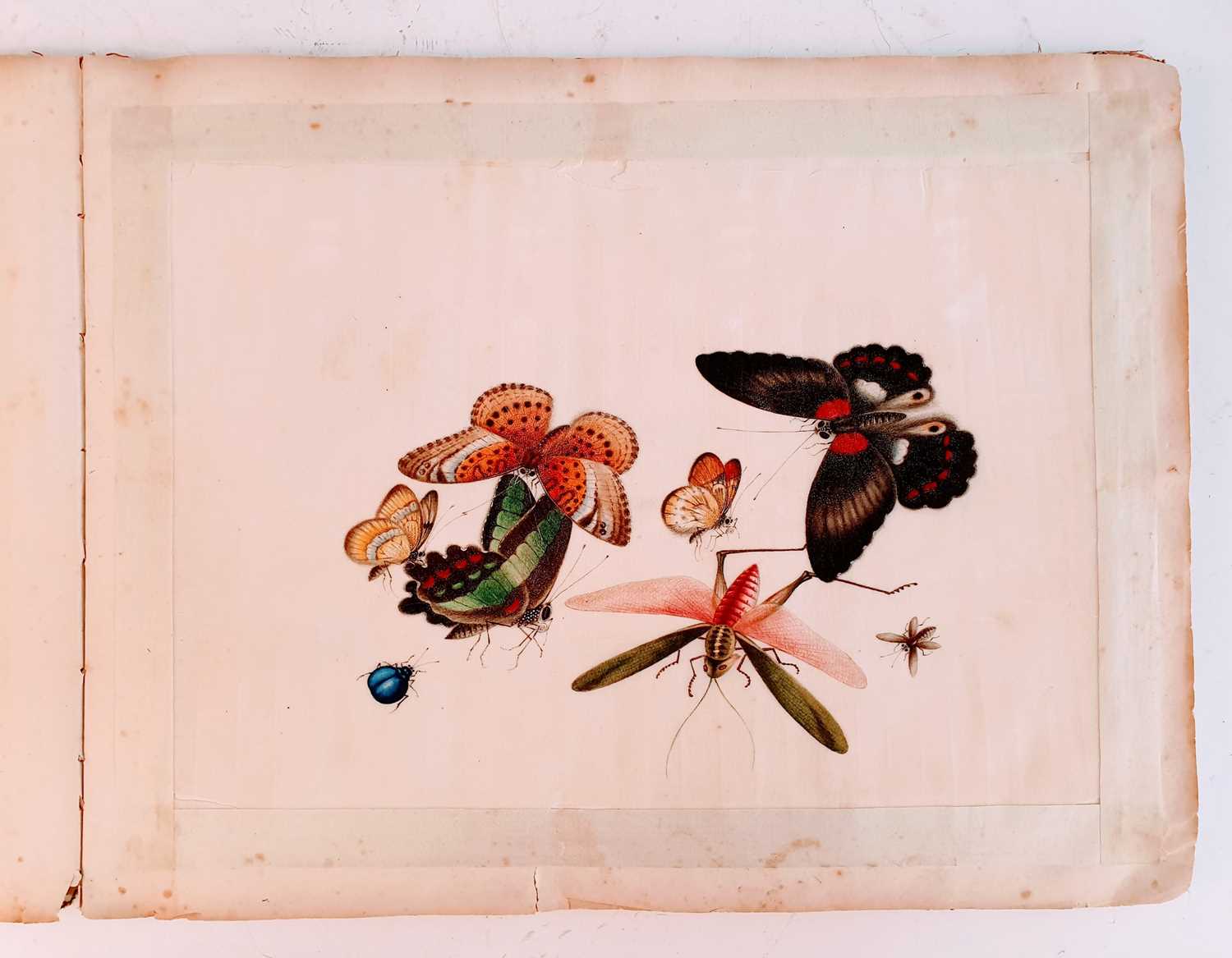 In the manner of Sunqua (Chinese 1830-1870), twleve studies of insects, gouache on pith paper, 18 - Bild 2 aus 11