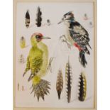 § Mildred Elsie Eldridge (1909-1991) - Studies of Great Spotted Woodpecker and Green Woodpecker,