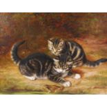 Horatio Henry Couldery (1832-1893) - Tabby kittens taunting a toad, oil on canvas, signed lower