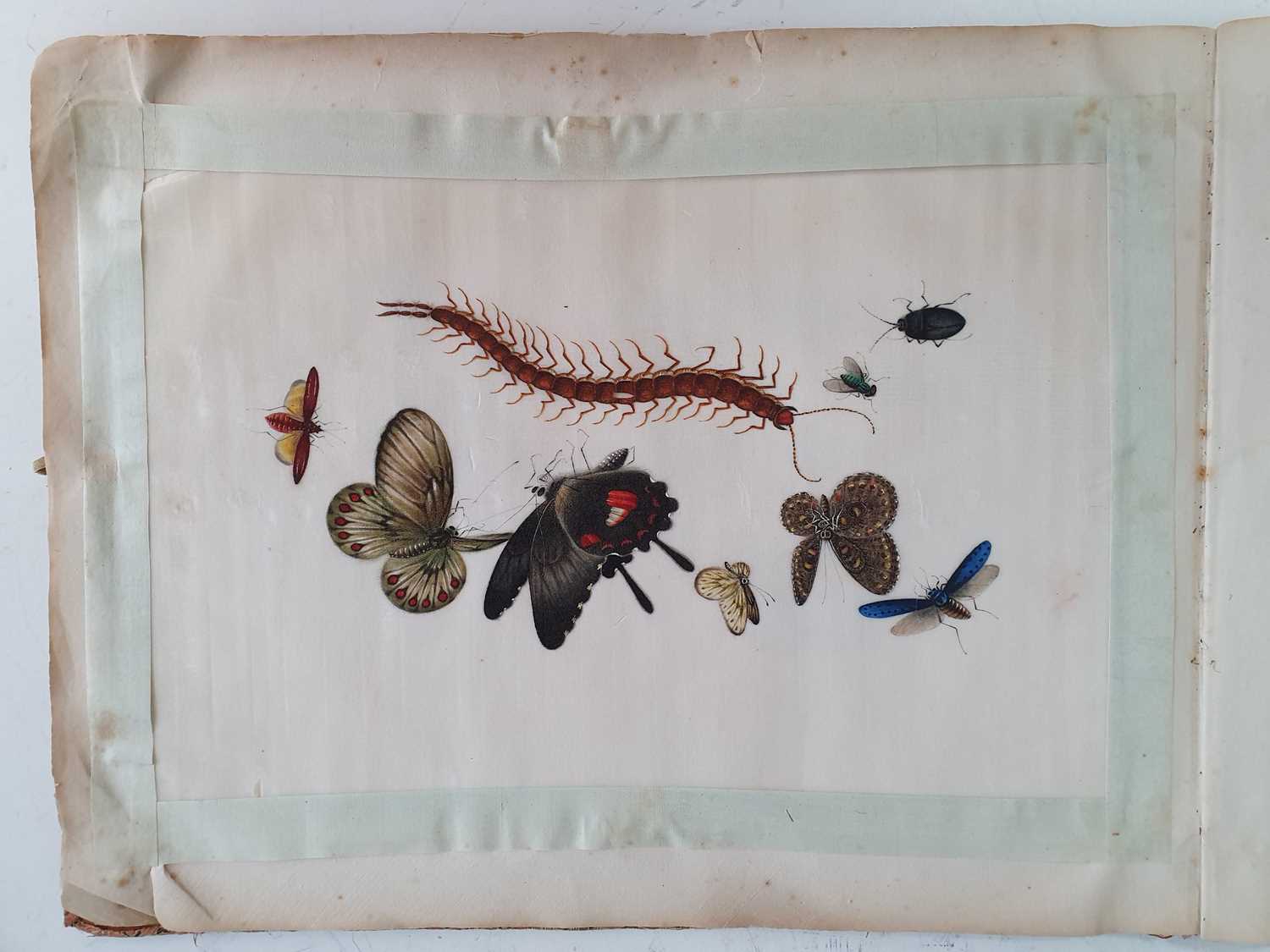 In the manner of Sunqua (Chinese 1830-1870), twleve studies of insects, gouache on pith paper, 18 - Bild 5 aus 11