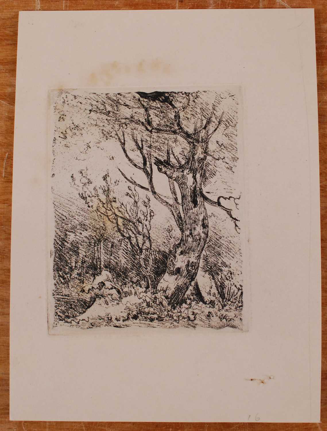 John Crome (1768-1821) - Study of a tree, soft-ground etching, 17.5 x 14cm