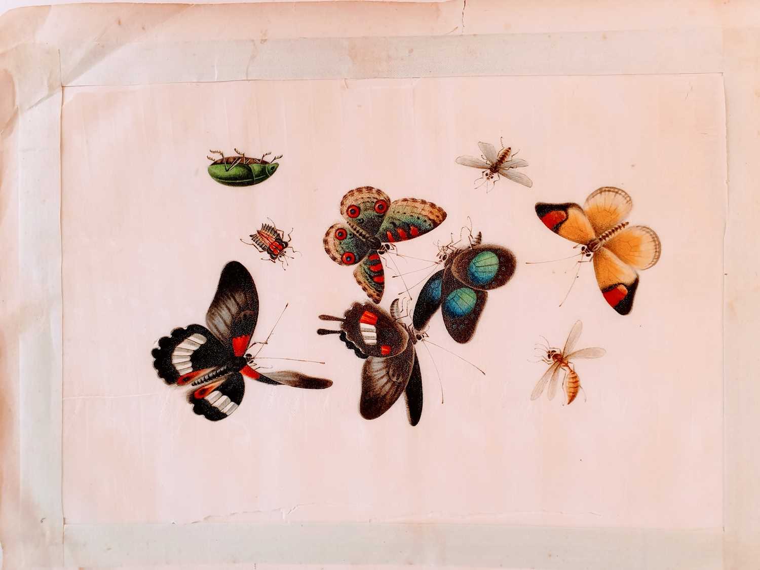 In the manner of Sunqua (Chinese 1830-1870), twleve studies of insects, gouache on pith paper, 18 - Bild 11 aus 11