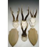 Four sets of Roe Deer antlers and two plaques