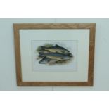A 19th Century polychrome lithographic study of Windermere and other charr fish, in modern figured