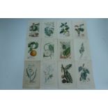 28 unframed French botanical prints by Theodore Descourtilz, hand coloured lithographic prints,