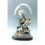 Victorian taxidermy, being a pair of jays modelled perched on a moss and lichen covered bough,