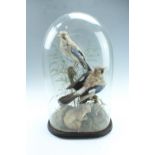 Victorian taxidermy, being a pair of jays modelled perched on a moss and lichen covered bough,