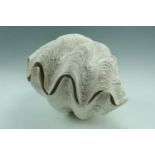 Two giant clam shell halves, each one measuring approximately 50 cm x 30 cm x 24 cm