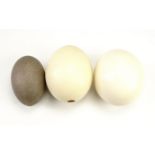 Two ostrich eggs and an emu egg, ostrich eggs approximately 13 cm diameter