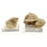 Two desert rose "crystals", 10 cm