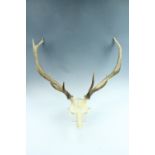 A pair of stag six point antlers