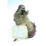 [ Taxidermy ] An early 20th Century Otter head with note stating it was taken from the river Wampool