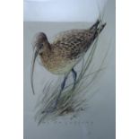Edward Jeffrey (1898-1978) Two ornithological studies respectively of Red Grouse and Curlew,