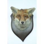 A fox's mask on plaque, modelled by Rowland Ward Ltd, Taxidermist, London, 32 cm