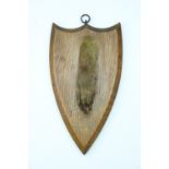 [ Taxidermy ] A stuffed fox's paw mounted on a shield shaped oak plaque bearing the inscription "